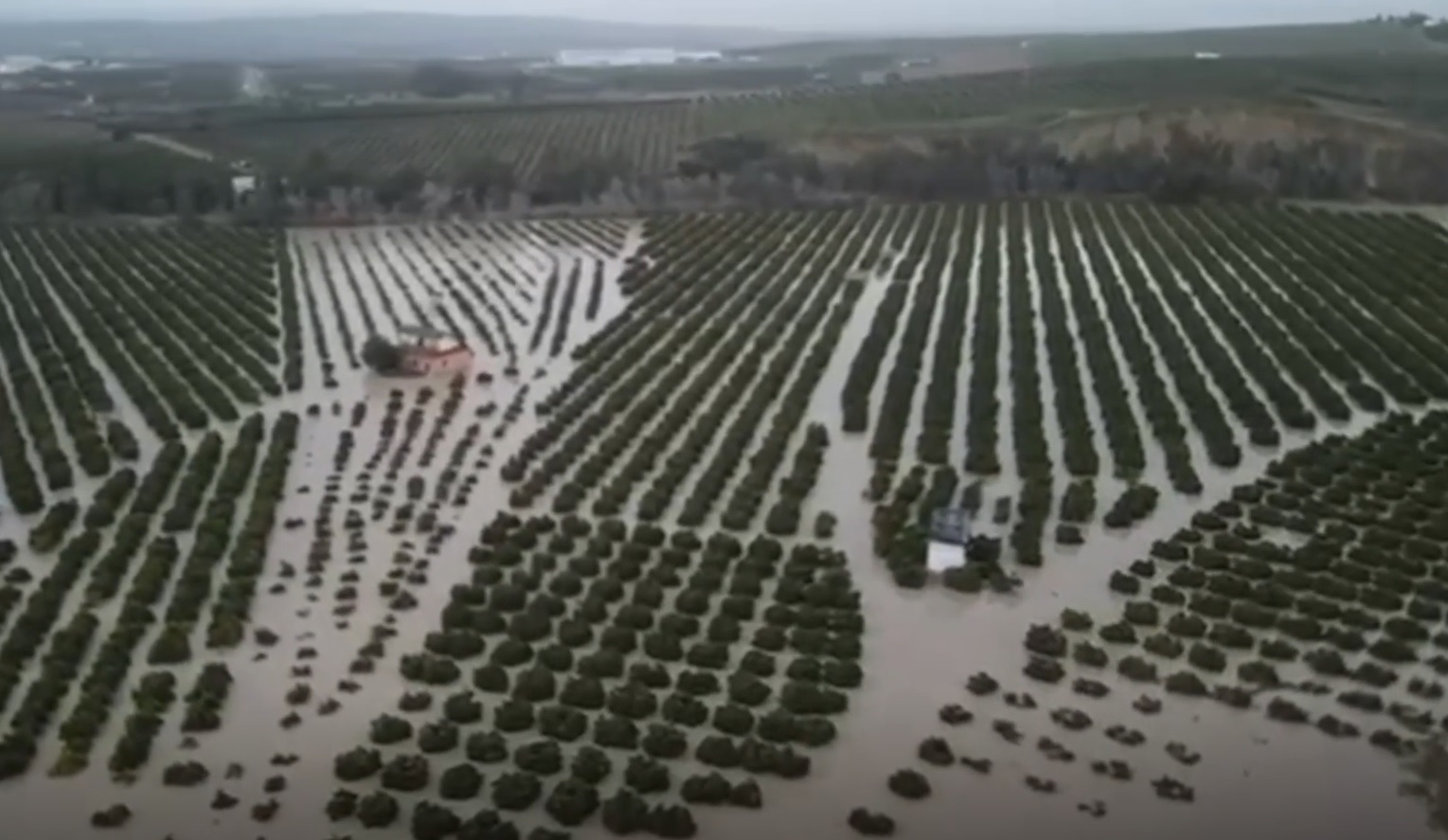 Semillas solidarias para paliar los daños por el Cambio Climático